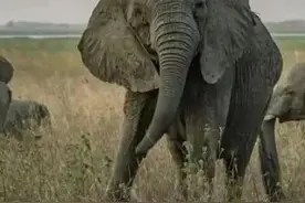 “将AK47印在国旗上的国家”莫桑比克的冷知识图片