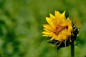 推丨《君子坦荡荡 小人长嘤嘤》by坡西米，青梅竹马文图片