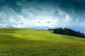 小麦未熟就收割做青贮 粮食产量关系国计民生，毁麦方式不可取图片