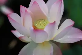 如果有一天，我不再联系你了，不是我不爱了，而是我不想再打扰图片