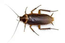 是的，没错！康复新液这个药就是用“蟑螂”为原料做的图片