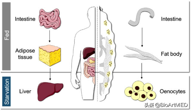 朱健课题组揭示必需氨基酸抵御脂肪肝病的作用机制