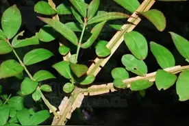 人称“鬼见愁”，“长翅膀的树”，你见过没？还是漆树的“克 星”图片