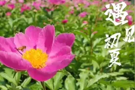 芍药花开惹人醉 满园春色竞芳菲图片