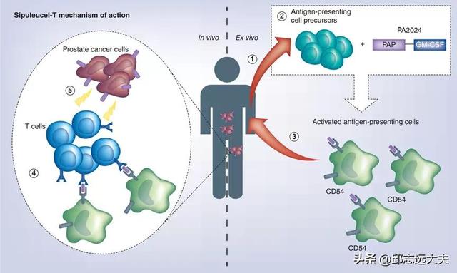 研究肿瘤必须知道的十一类肿瘤抗原