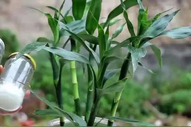 水培富贵竹，高手用“一招”，又绿又壮，果然有用，常年绿油油的图片