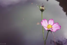 72岁的单身阿姨：独居15年，虽然孤独寂寞但坚持做到这些也很好图片