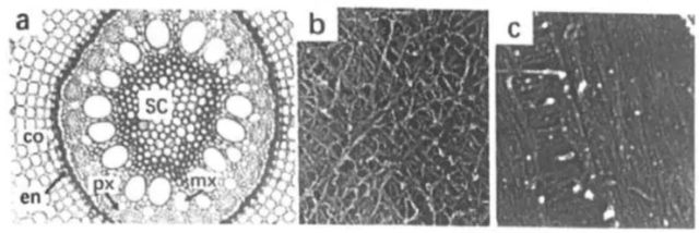 2021年全国中学生生物学联赛试题