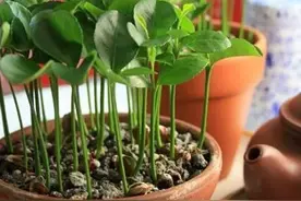 吃完水果核不要扔，剥出种子，简单几步养成小盆栽图片