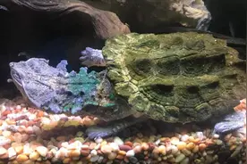 世界上“笨得要死”的十种动物，考拉居榜首，澳大利亚拿它当国宝图片