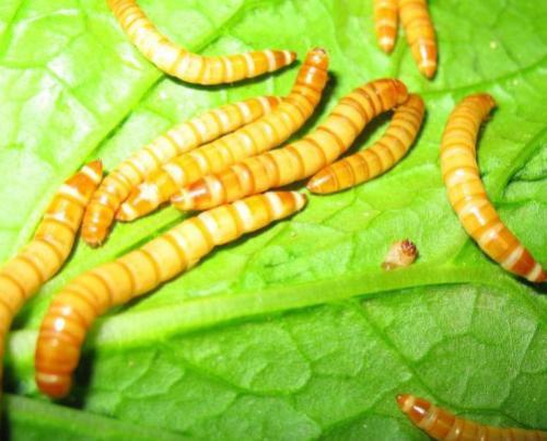 蛋白虫养殖大概要投资多少钱（云南耘禾农业蛋白虫养殖为农户共同富裕添砖加瓦）