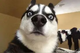 一只哈士奇的传奇自述，不信你听它娓娓道来图片