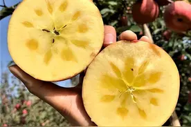 中国哪里的苹果才好吃？请认准这4个地方，个个香甜脆爽、水分足图片