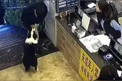 猫咪挺身而出护主人图片