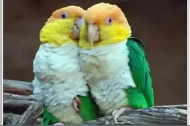 100幅各式鹦鹉美呆了图片