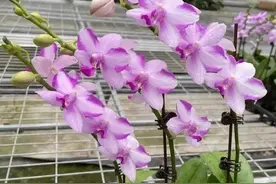 分享一款经典的紫色蝴蝶兰，“紫气东来”寓意好，勤花丰花抗性强图片