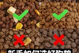 天呐！这些狗粮居然是毒狗粮图片