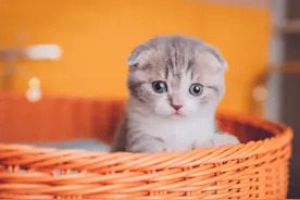 折耳猫为什么不健康？图片
