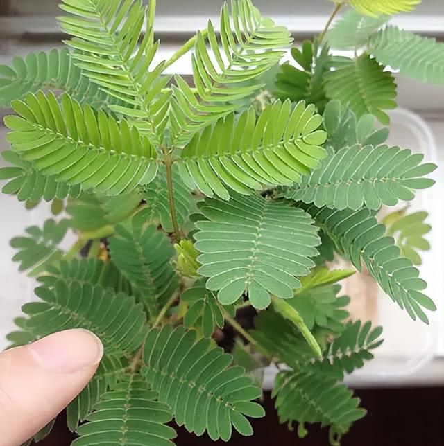 含羞草的作用与功效,一碰就会"害羞"的含羞草,却能预测天气变化和地震