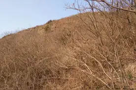 故事：18岁女子吃一种果子后变疯，两年后，嫁给一个男人恢复正常图片