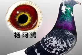 赛鸽资讯：鸽子春季配对前的调理与保健图片