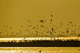 总书记的牵挂丨黄河入海万物生息 绿色发展功在长远——回访山东黄河三角洲国家级自然保护区图片