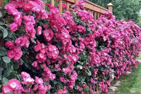 爬藤能力强的4种月季，慢慢开成“一面”花墙，开花时很美图片