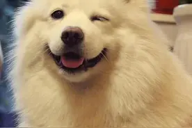 萨摩耶身体抽搐是怎么治愈的图片