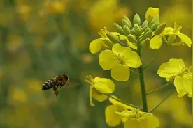 蜜蜂每天飞行160公里，采花3600朵，一生60天只能吐出5g蜂蜜！图片