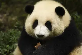 野生大熊猫：下山吃笋咯图片