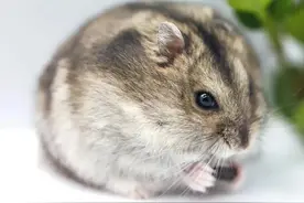 人们最喜欢的宠物之一……仓鼠图片
