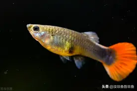 孔雀鱼繁殖生产小鱼过程详解及注意事项，如果难产了怎么办？图片