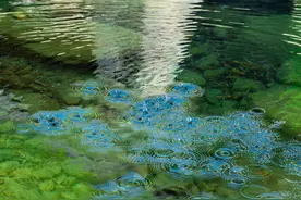 检察官@桥西区市民，“母亲河清水河，清了！”图片