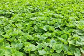 适合在树下种植的5种蔬菜，长势好、效益高，实现土地利益最大化图片