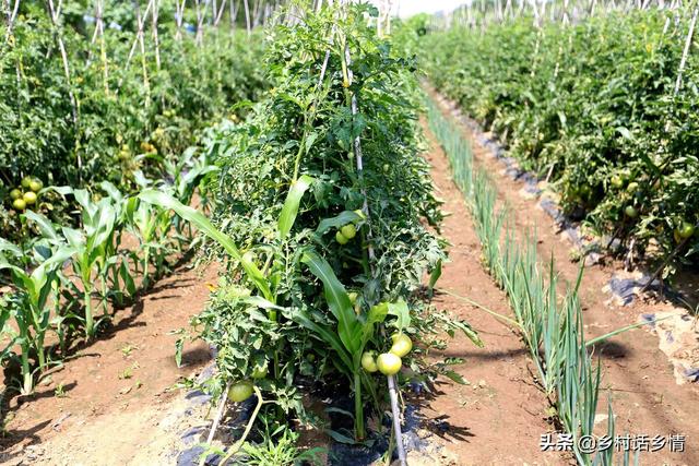 用食醋红糖自制氨基酸水溶肥，一亩仅几块钱，增产增质又增效