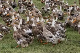 产蛋鸭季节性换羽的管理图片