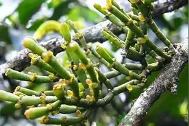 什么是螃蟹脚？图片