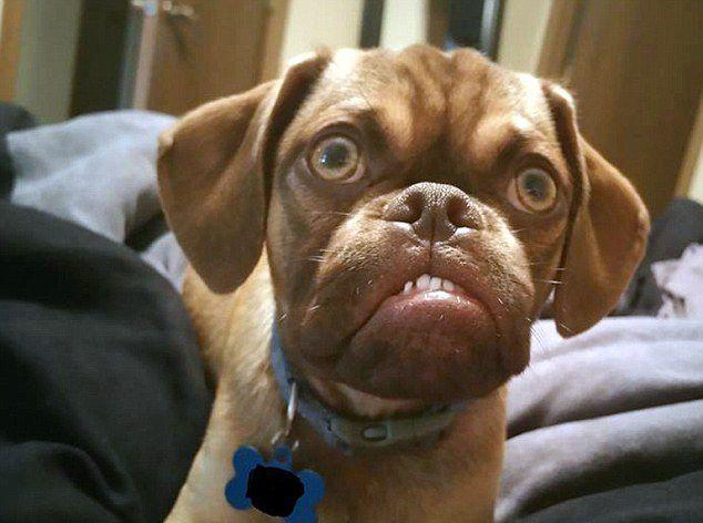 一只狗有以下行为,那你别怀疑,它真的是"公主病"