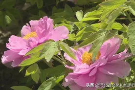 微游河北（77）|古城正定荣国府牡丹开 气度雍容映红楼图片