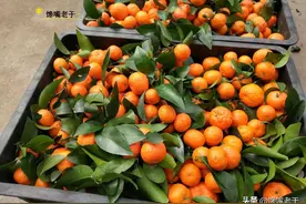 买砂糖橘，挑带叶还是不带叶的？老果农：记住，这4种白送也不要图片