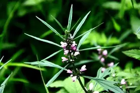 万物有灵 | 寸草报得三春晖——益母草图片