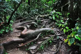 广东梅州发现70斤巨蟒，缠死山羊打算活吞，多人合力才将蛇制服图片