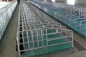 建设100头自繁自养母猪场，需要多少限位栏、母猪产床和保育床？图片