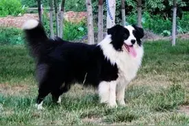 科学养宠之狗狗突然脱毛了怎么办？图片