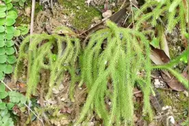 农村常见植物伸筋草，人称铺地蜈蚣，垂穗石松，它的价值你知多少图片