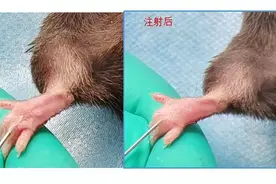 炎症性疼痛模型|动物模型构建|诱导的炎性痛模型（CFA）图片