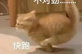 表情包 | 没有你的夜我睡不明白图片