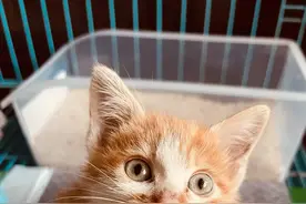 救助了一对小流浪猫，只因我托付错了人，差点酿成大错懊悔不已图片