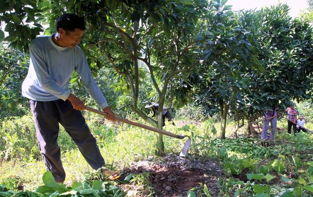 柑橘施肥不到位，今年产量高不了！专家强调的5个细节，太关键