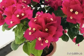 三角梅养护的小常识，掌握了才能开花绚烂艳丽，繁花锦簇图片